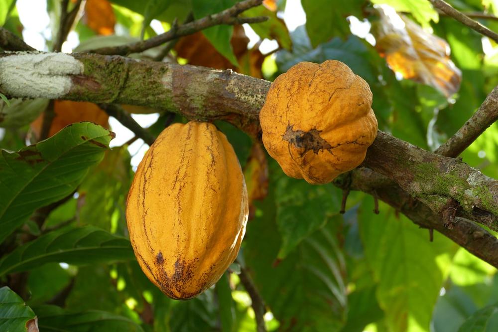 cocoa products-980f84e29105443bb53bba8c72345bd2.jpg cocoa products