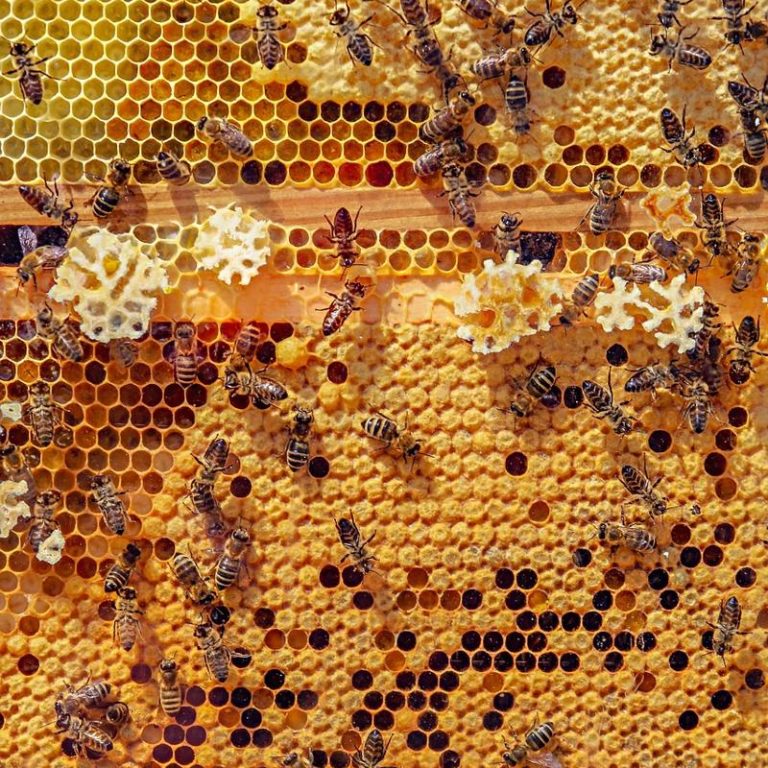 honey-assortment-3f75e1a0dc9f49ef928f6e0a24431553