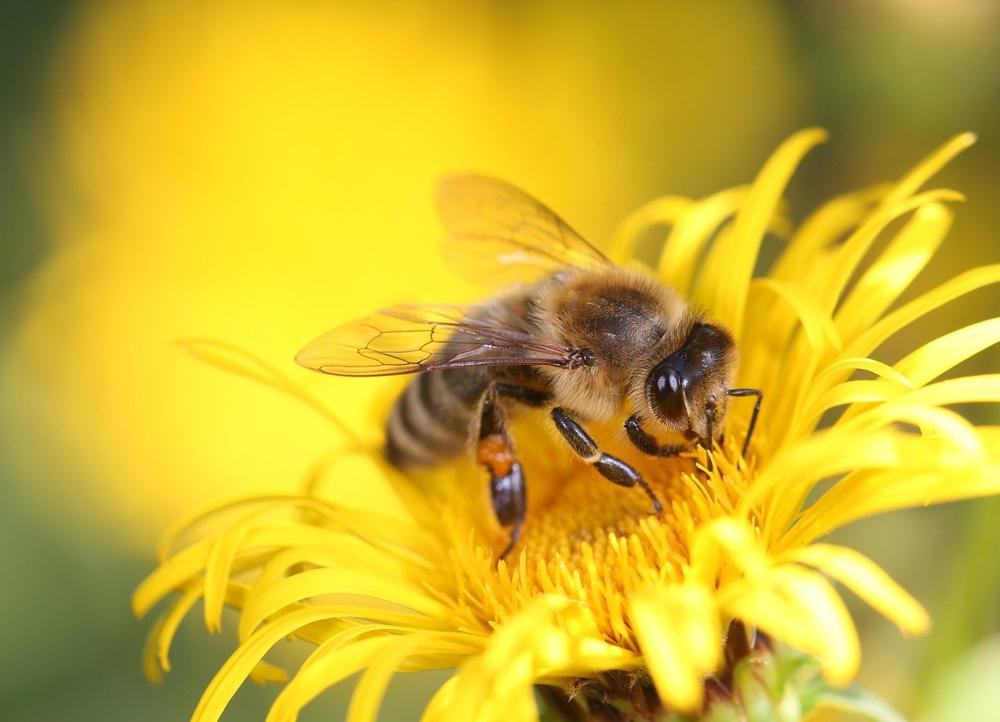 honey assortment