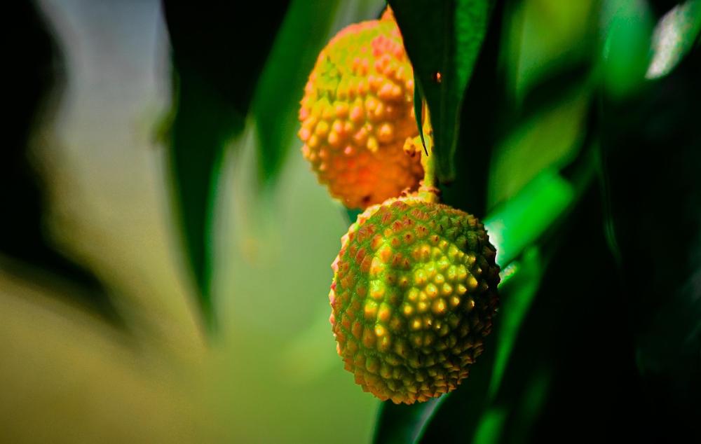 lychee ingredients