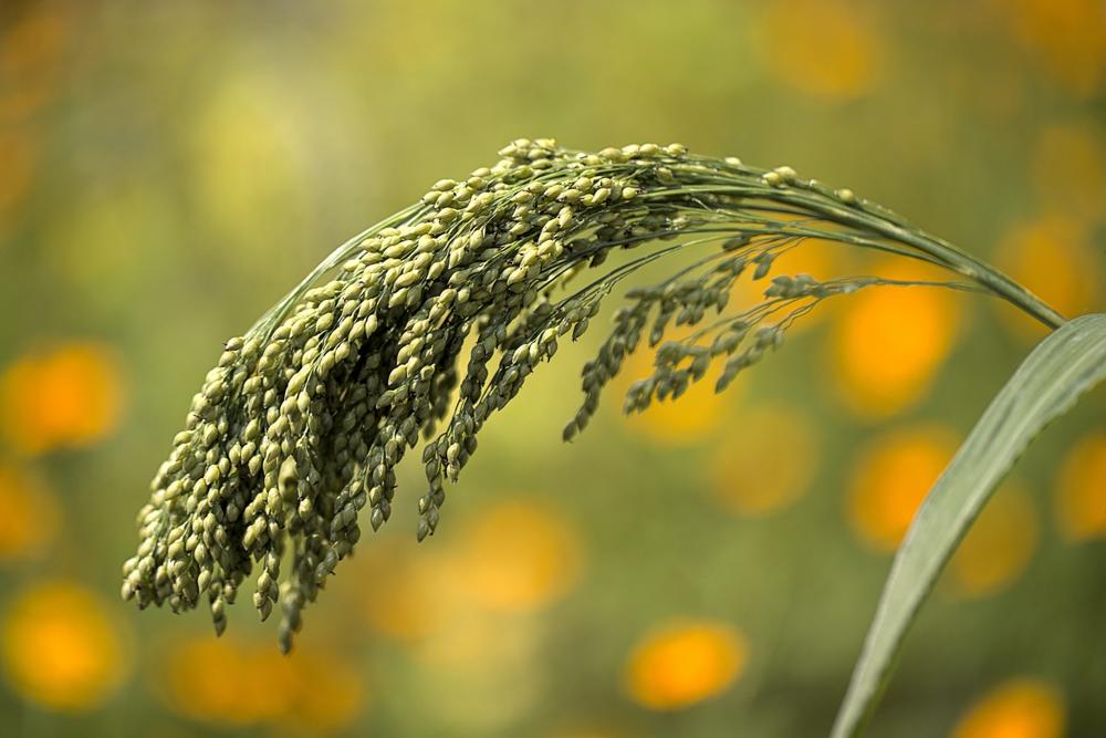 millet bowl