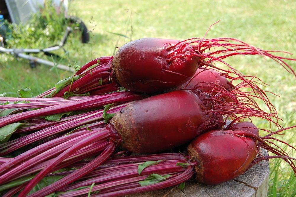 sautéed beets